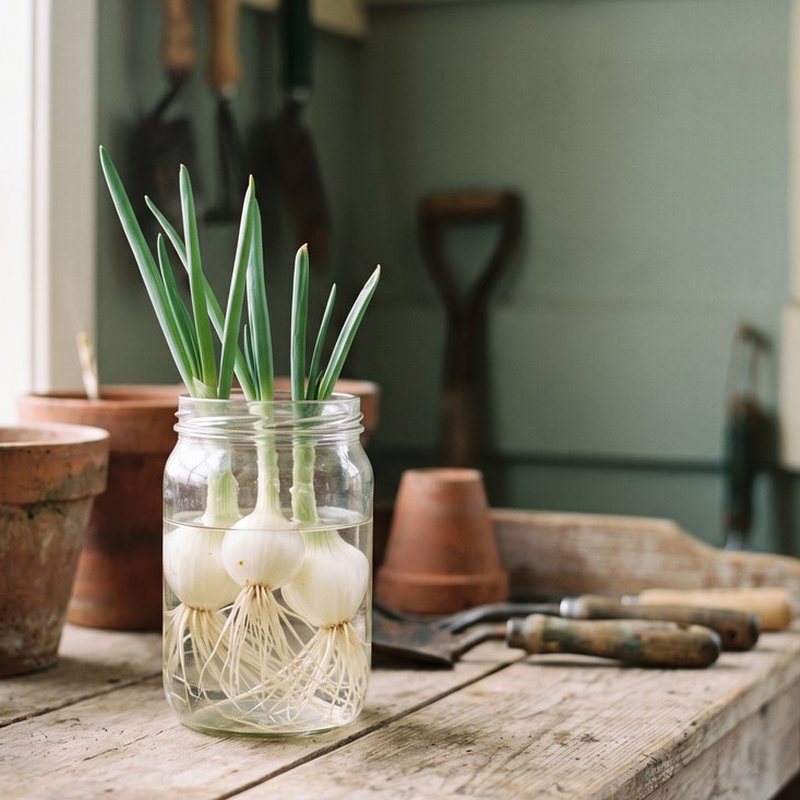 Spring onion
